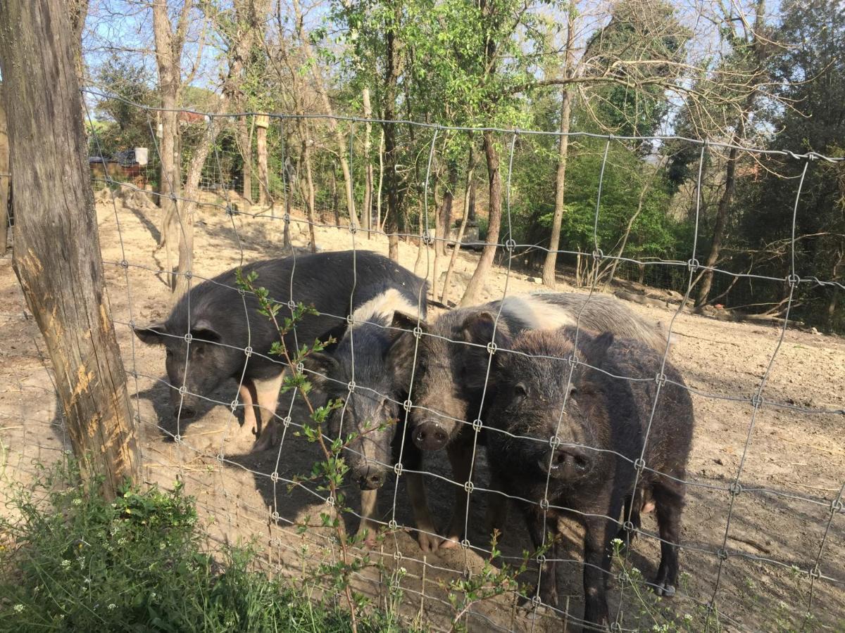 וולטרה Agriturismo San Leone מראה חיצוני תמונה